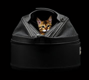 スリーピーポッドはお出かけができます